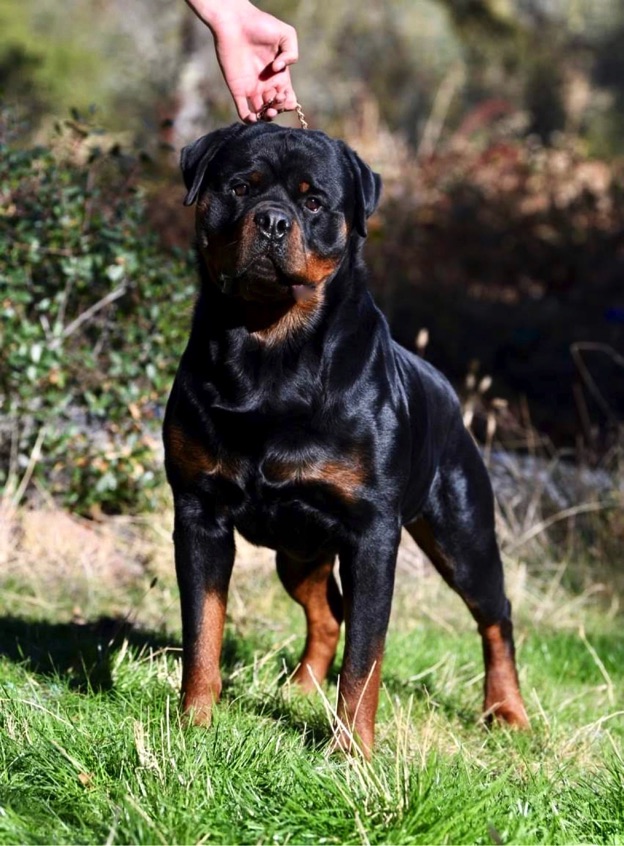 Home [www.chancellorrottweiler.com]